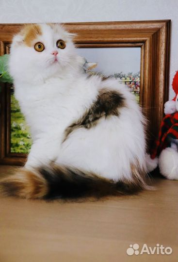 Шотландская вислоухая девочка Настя