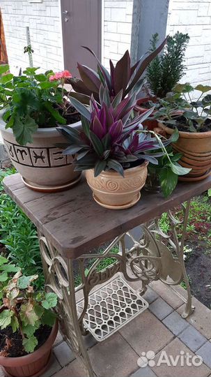 Сансевиерия, рео, гастерия, комнатные цветы