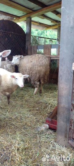 Бараны, овцы