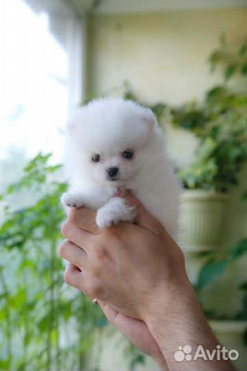 Супер шпицы медвежата