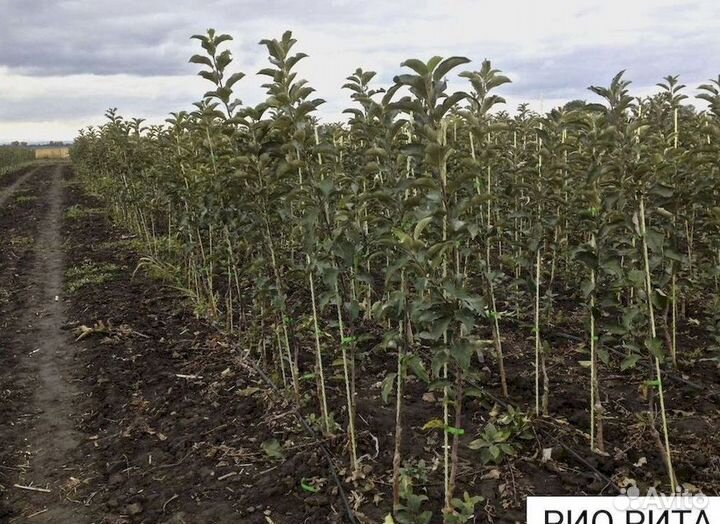 Колышки садовые композитные 12 мм