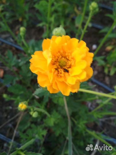 Продам многолетние растения