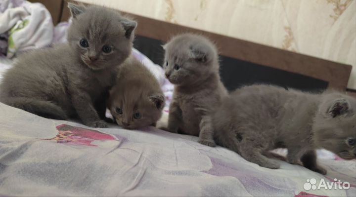 Британские котята