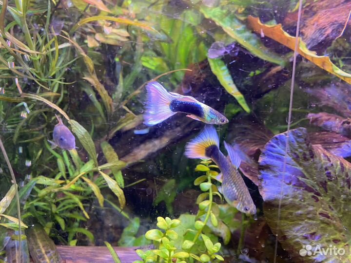 Аквариум 90л и Juwel 60л Корм Тетра