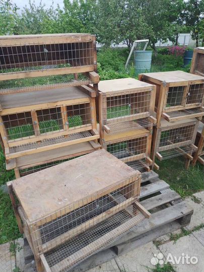Клетки для перепелов