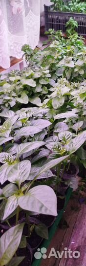 Рассада с доставкой по г.Ишимбай