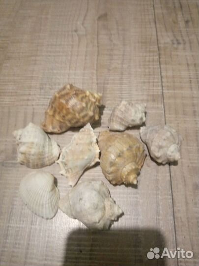 Морские ракушки раковины