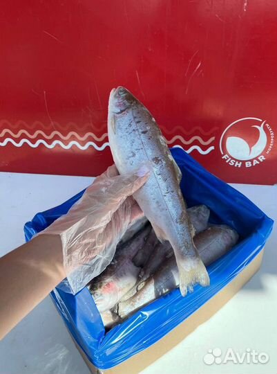 Радужная форель 300-500гр