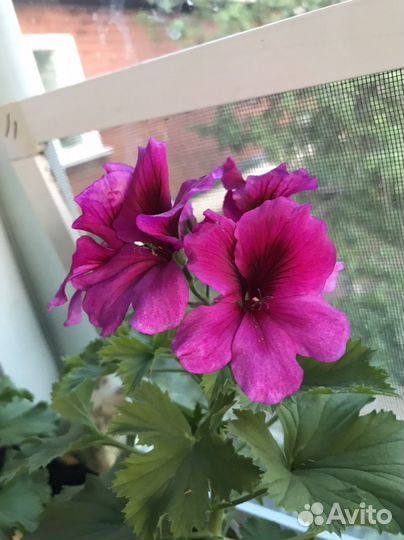Пеларгония герань