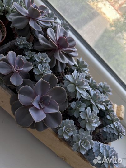 Суккуленты