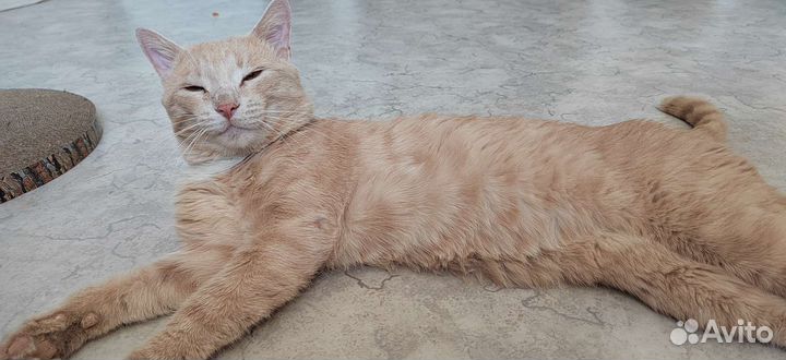 Котик мышелов