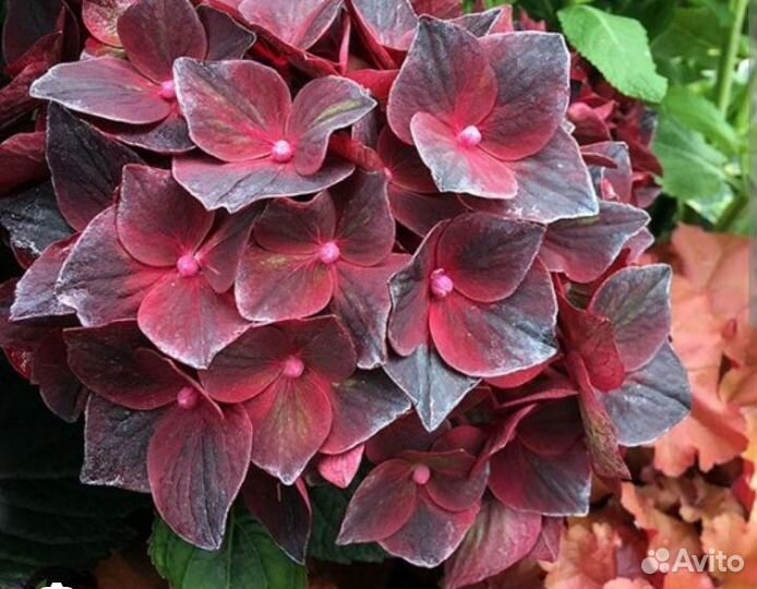 Гортензия крупнолистная в горшке, ремонтантная