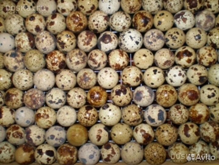 Инкубационные яйца белый гигант и манжур перепел