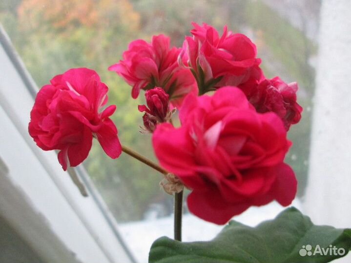 Пеларгония герань черенки петуния