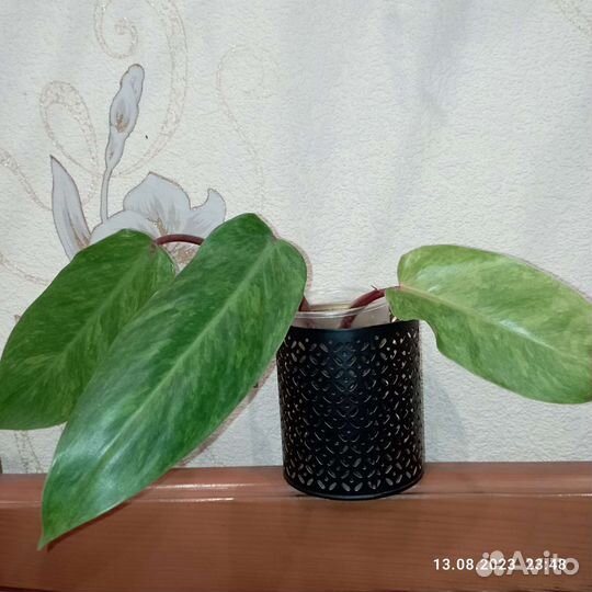 Алоказия Ред секрет и другие цветы