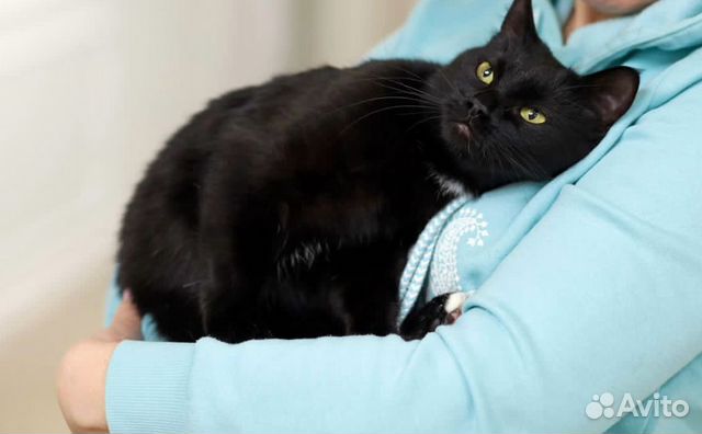 Черная Кошка 2 года в добрые руки, бесплатно
