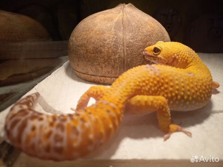 Эублефар Sunglow с террариумом и кормом