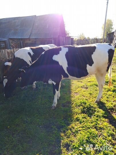 Телка 1,5 года