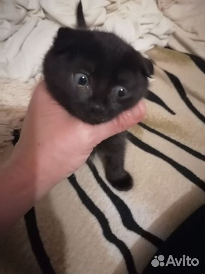 Шотладская вислоухая