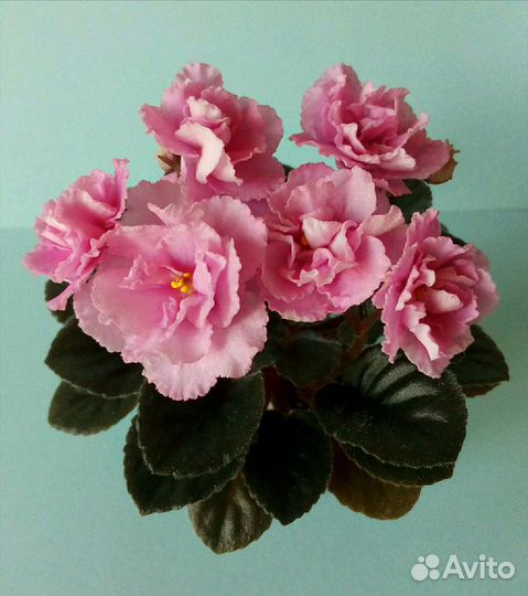 Листы сортовых мини фиалок