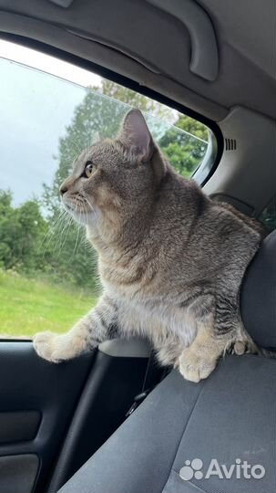 Кот вязка