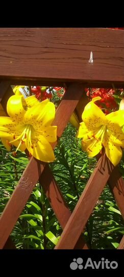 Лилии луковицы