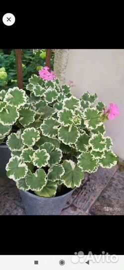 Пеларгония (герань)