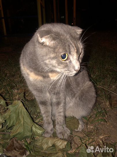 Британские котята