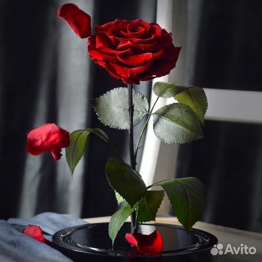 Живая Роза в колбе в стиле «Красавицы и чудовища