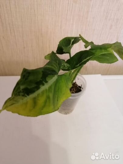 Сингониум Яичница