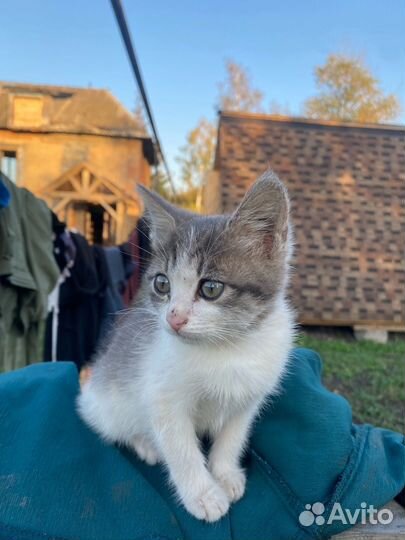 Котенок Клара в добрые руки
