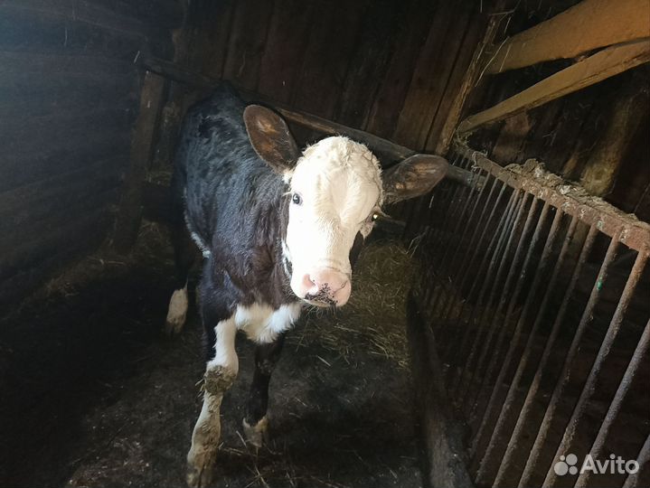 Телёнок телка