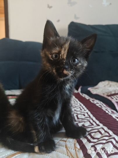 Отдадим котят в добрые руки