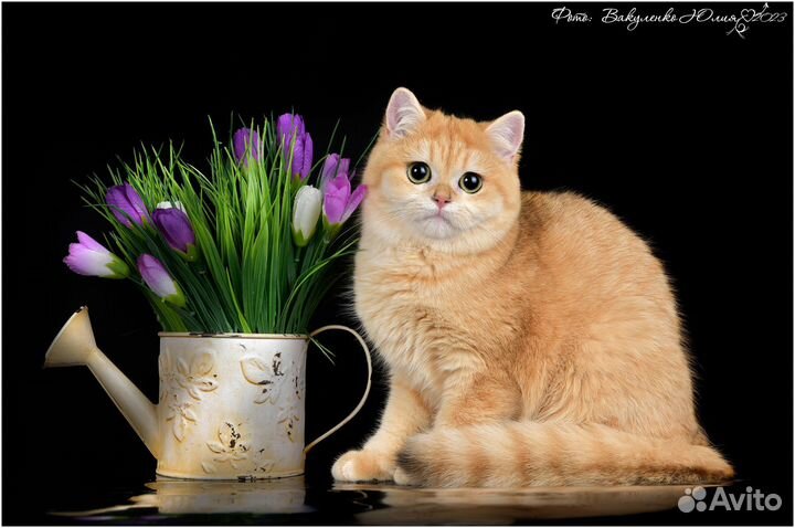 Британская золотая шиншилла