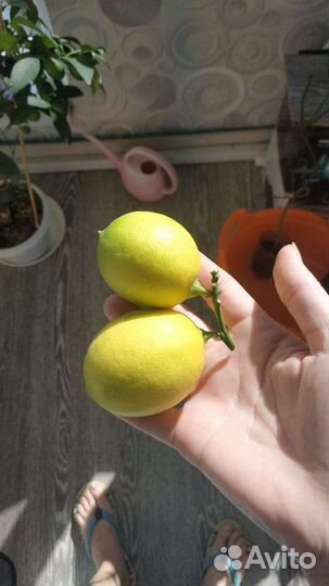 Лимон Цитрофортунелла