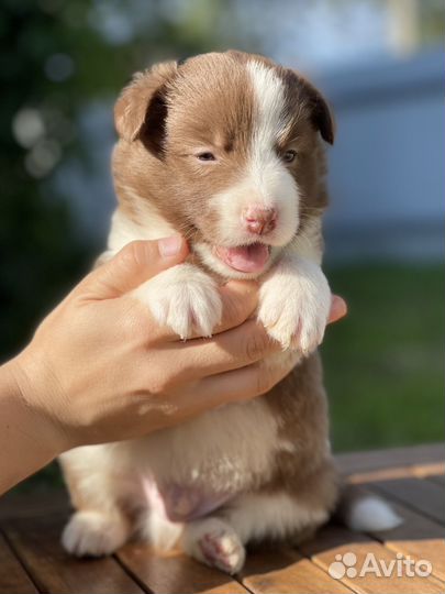 Щенки бордер колли