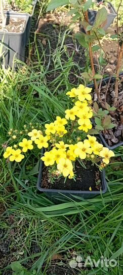 Лапчатка кустарниковая