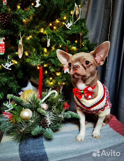 Кинолог с передержкой