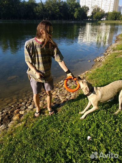 Выгул собак (большой опыт) Дрессировка, Коррекция