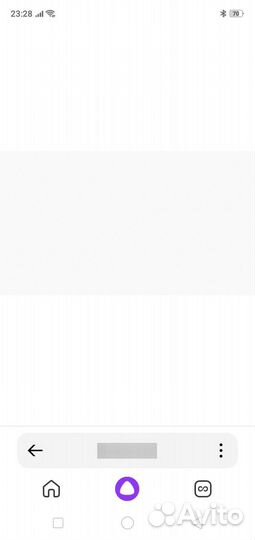 Кошка британец