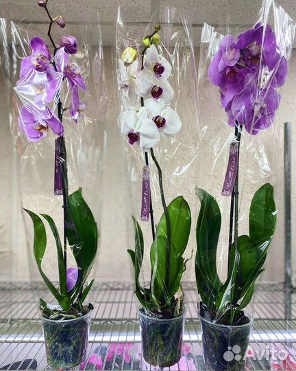 Орхидеи на 1 цветонос