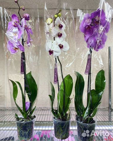 Орхидеи на 1 цветонос