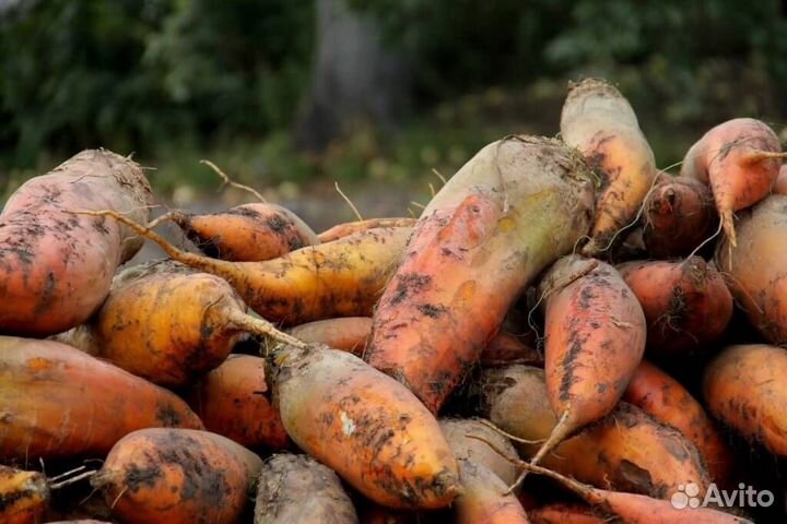 Свекла кормовая