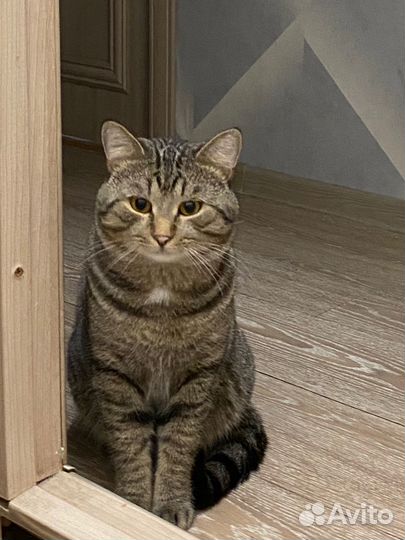 Кот