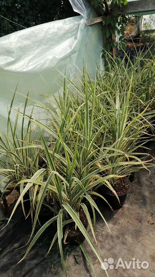 Цмин Пинесетум