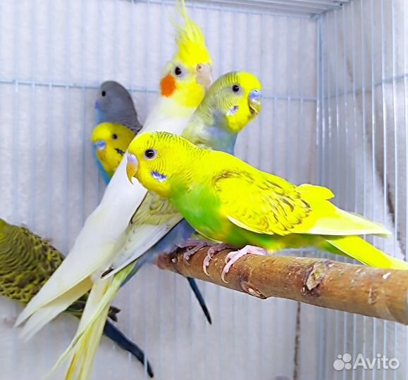 Волнистый попугай (малыши, из гнезда, ручные)