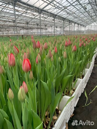 Тюльпаны оптом