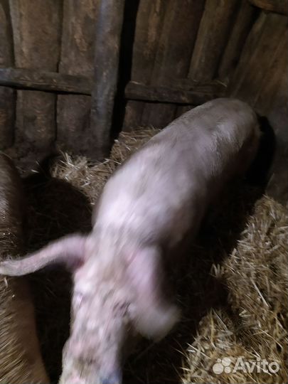 Хряк.порода крупнобелая.на племя возраст 10 мес