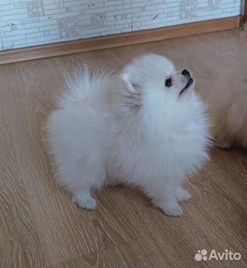 Померанский шпиц