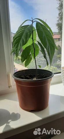 Продам деревце авокадо